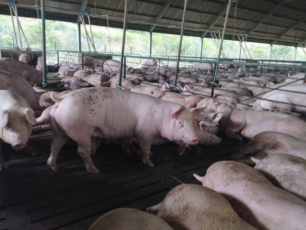 porcicultura2
