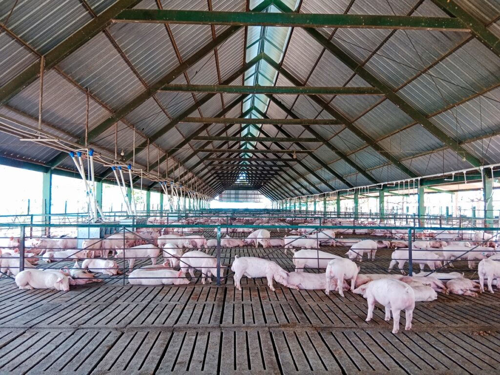 porcicultura3