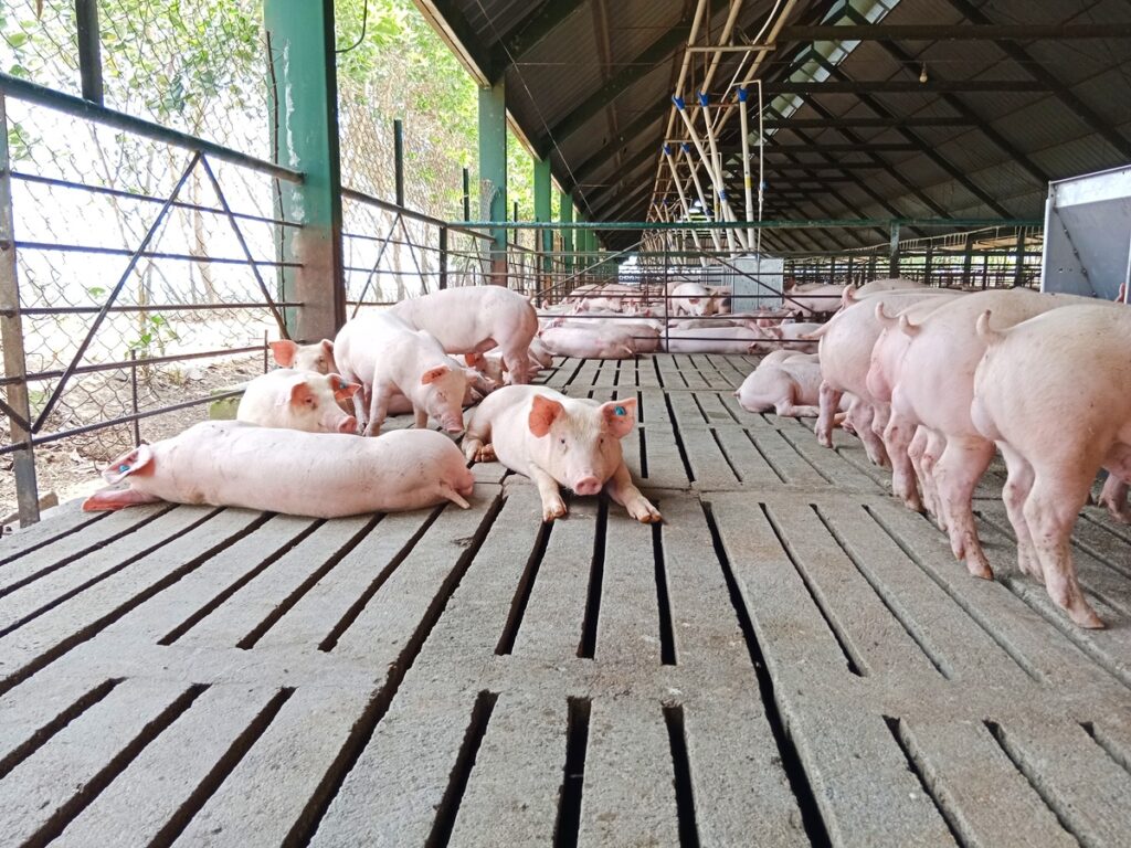 porcicultura4